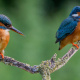 Alcedo atthis