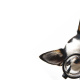 Dog with glasses