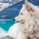 Samoyed