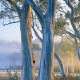 Snow Gum