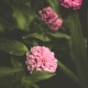 Zinnia