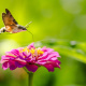 Hummingbird moth