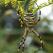 Argiope bruennichi