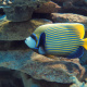 Emperor angelfish