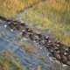 African buffalo