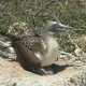 Galapagos Islands