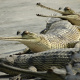 Gharial