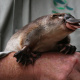 Taronga Zoo