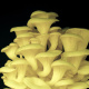 Oyster Mushrooms