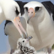 Laysan albatross