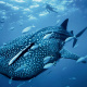 Whale shark