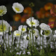 Iceland poppy