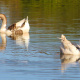 Chinese goose
