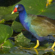 Purple Gallinule