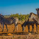 Burchell's zebra