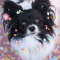 Papillon