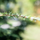 Eastern Hemlock