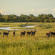 Waterbuck