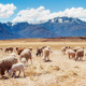 Andes