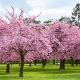 Japanese Cherry