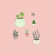 Potted plants