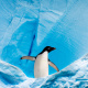 Adelie penguin