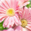 Gerbera