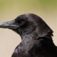 American crow