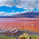 Laguna Colorada