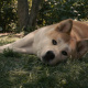 Hachiko