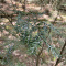 Hemlock Woolly Adelgid