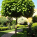 Catalpa bignonioides Nana
