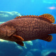 Grouper
