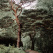 Scots pine
