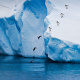 Adelie penguin