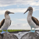 Blue-footed booby
