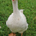 Embden goose