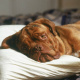 Dogue de Bordeaux