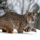 Bobcat