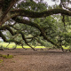Southern live oak