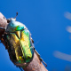Rose chafer beetle