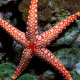 Fromia monilis