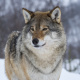 Eurasian wolf