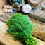Dill (Herb)