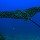 Spotted eagle ray