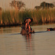 Hippopotamus