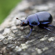 Dor beetle
