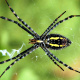 Argiope