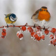 Eurasian blue tit