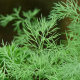 Anethum graveolens